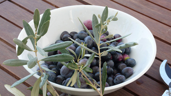 Olive harvest from our own olive trees