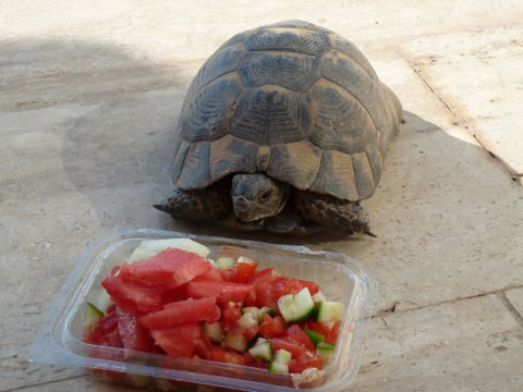Wild tortoise on terrace at villa in Kalkan Turkey
