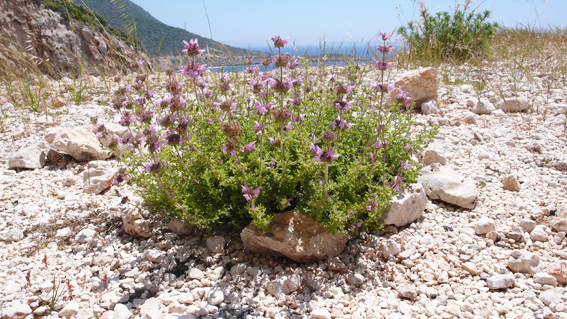 Wild thyme at Kaputas beach Turkey