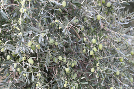Fresh green olives at harvest time
