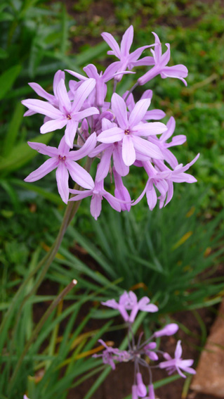 Turkish flowers in our private gardens
