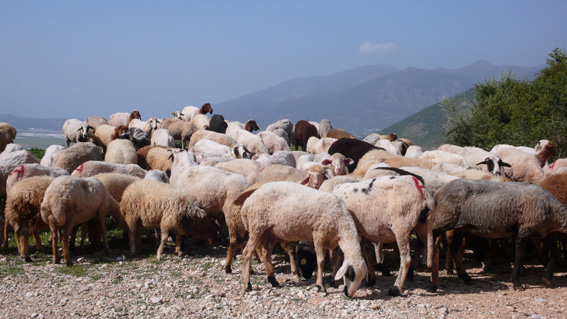 Local sheep on mountain track