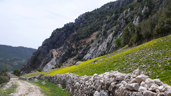 Beautiful remote mountain tracks, and wildflowers