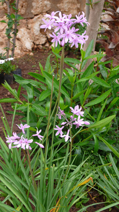 Private landscaped gardens with flowering plants