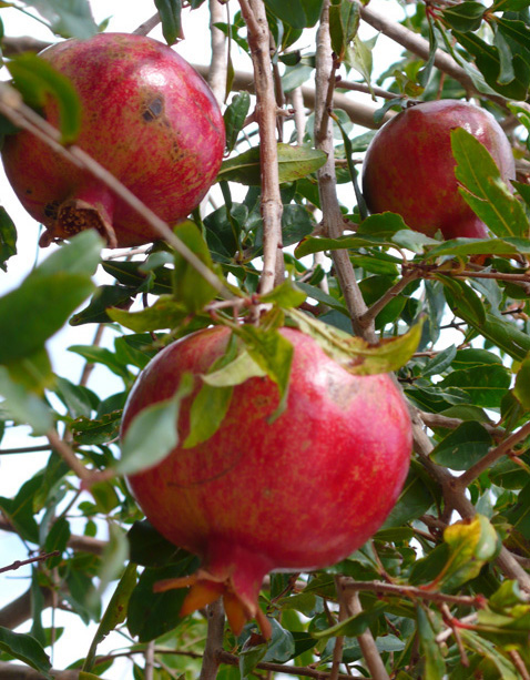 Pomegranate growing in private gardens of villa