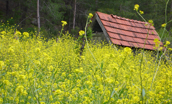 Wildflowers in Turkish spring